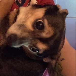 Meet your Posher, Shannon